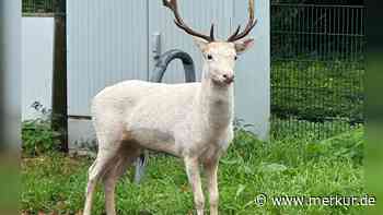 Wie im Märchen – weißer Hirsch sorgt für Erstaunen