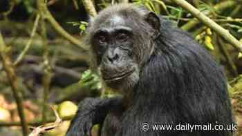 Chimpanzees go through the menopause just like humans, study finds - and it suggests we're more similar to great apes than first thought