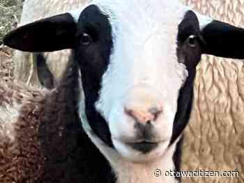 Missing Beckwith County flock of sheep found safe, serval cat still on loose