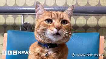 Jasper the cat: Tributes to three-legged feline hospital greeter