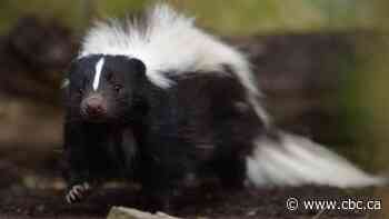 Rabid skunk in Cambridge triggers public health wildlife warning