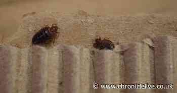 How to check your home for signs of an infestation of bed bugs