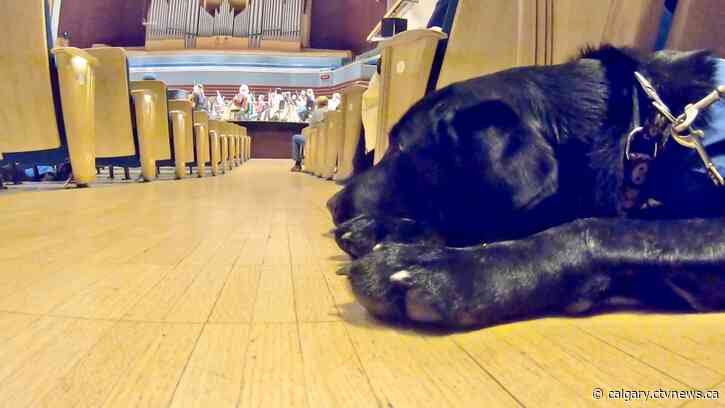 'An absolutely fabulous opportunity': Calgary Philharmonic Orchestra performs for service dogs in training