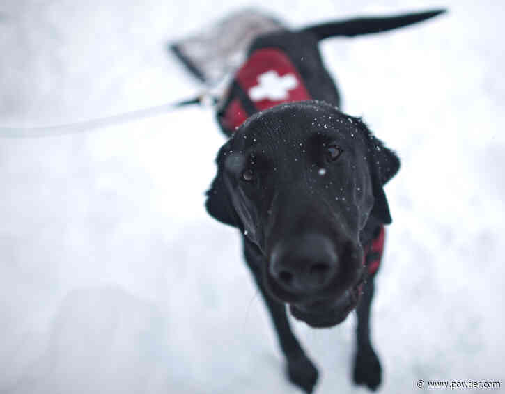 Ski Patroller And Avalanche Dog Have The Ultimate Bromance