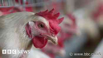 KFC shuts Lesotho stores over South Africa bird flu