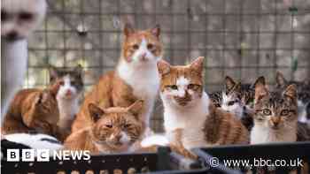 China: Police rescue 1,000 cats, bust illicit trade of feline meat