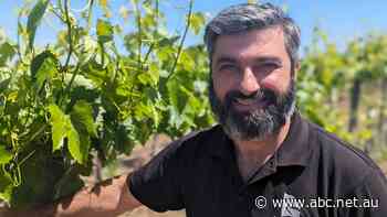 Why Australian grape growers are ditching shiraz and cab sav for 'trendier' varieties