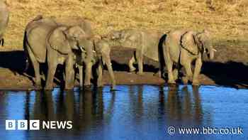 Bacterium found in African elephants may explain sudden deaths