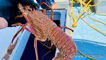 Lobsters left 'concussed' and potentially dead after seismic testing vital to offshore energy industries