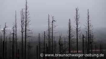 Halloween im Harz: 7 Orte zum Gruseln