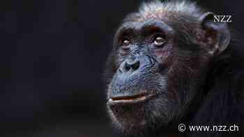 Affige Wechseljahre: Gemäss der Grossmutter-Hypothese leben Frauen nach der Menopause weiter, damit sie die Enkel betreuen können. Bei Schimpansen stimmt das nicht