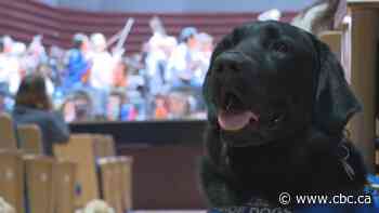 Service dogs in training attend special live music rehearsal