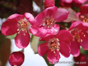 Growing Things: A wild thunderchild