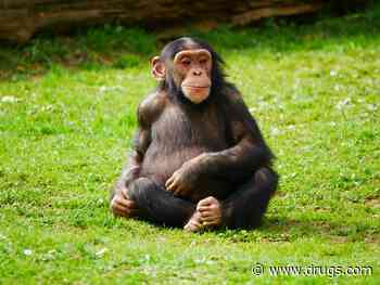 Female Chimps May Experience Menopause, Too