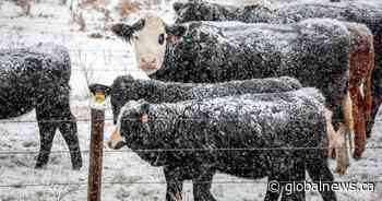 Cattle farmers brace for the cold after drought, high feed costs