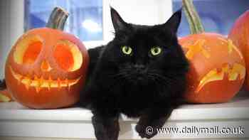 Pawanormal Activity? Black rescue cats take three times longer to rehome because of the belief they are unlucky, RSPCA reveals