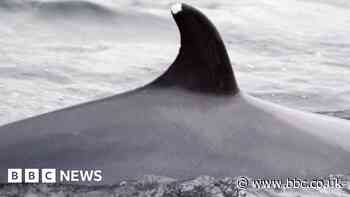 Minke whale Snowy sets European sightings record