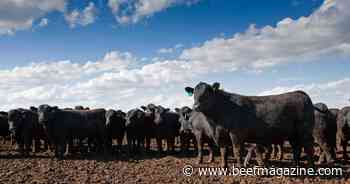 Cameras aid pen checkers in spotting signs of BRD