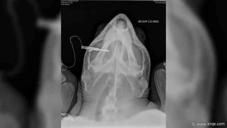 'Malicious intent': Sea turtle shot with spear through head euthanized; suspect sought