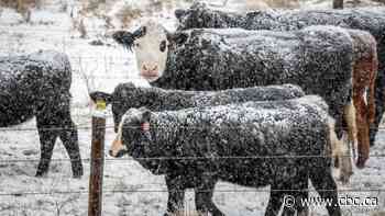 Canadian ranchers brace for long, lean winter after droughts, soaring feed costs