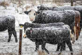 Canadian ranchers brace for long, lean winter after droughts, soaring feed costs