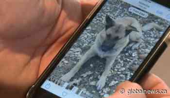 Missing Calgary dog, lost when thieves stole owner’s truck, dies after being hit by car