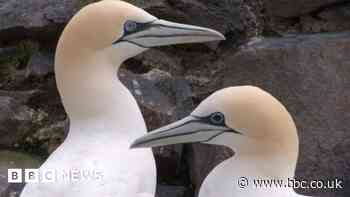 Gannet colony down by quarter after bird flu