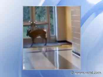 On cam: Deer breaks into East Wake High School in Wendell