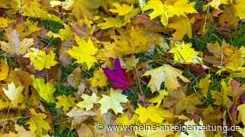 Sie sollten Ihr Herbstlaub nicht liegen lassen und nicht eintüten, sagen Experten