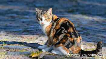 Entlaufener Kater nach anderthalb Jahren wieder zuhause