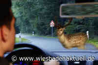 Unfallgefahr mit Tieren nach Zeitumstellung
