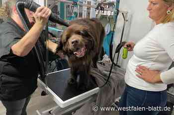 Bad Oeynhausen: Neufundländerin Momo beim Hundefriseur