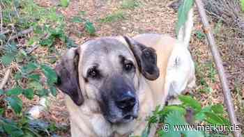 Besitzer wird im Hospiz sterben – Hund Surak seit drei Wochen alleine im Haus