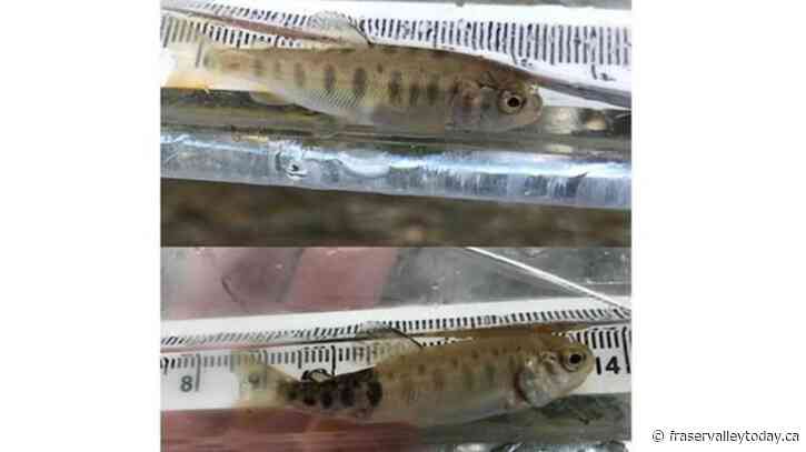 A list of facts about whirling disease found in some national park waterways in B.C.