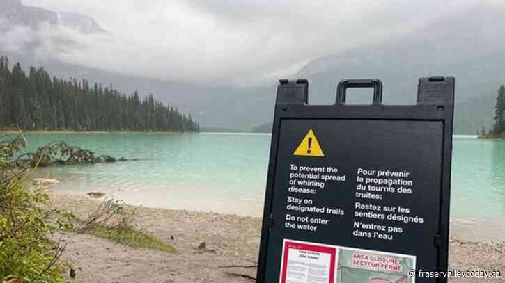 Parks Canada says whirling disease could decimate fish, respect B.C. closures