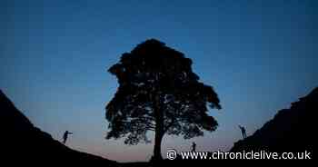 National Trust to create complete replica of felled Sycamore Gap tree using 3D scan