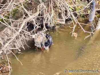 Fireghters, OPP aid in double dog rescue from New Tecumseth river