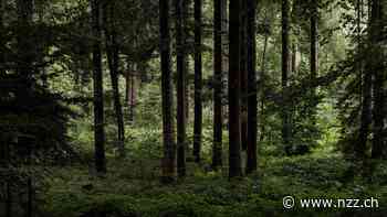 Klimaneutrales Essen und Fliegen ist oft eine Illusion der Werbung – deshalb will die EU solche Behauptungen verbieten