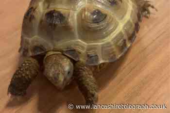 Care home tortoise, Regee, wins national monthly award