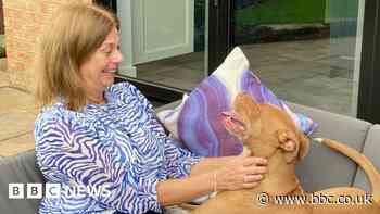 Thousands of banned dogs living at home with owners