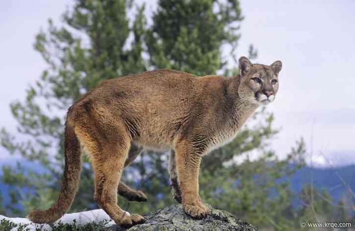 Canyon in California closed after mountain lion tries to attack dog, injures hiker