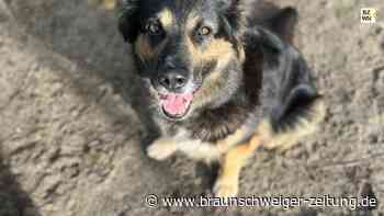 Peiner Fundtier – Gloria ist eine Familienhündin