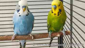 Sie liefern top Unterhaltung für Salzgitters  Tierheim-Bewohner