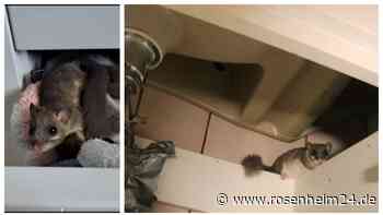 Schreck im Schrank: Wenn plötzlich eine Siebenschläfer-Familie im Badezimmer wohnt