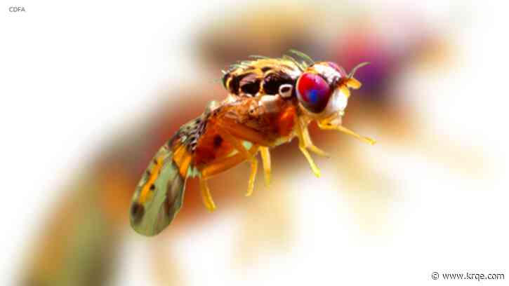 Millions of fruit flies will be dropped on Los Angeles