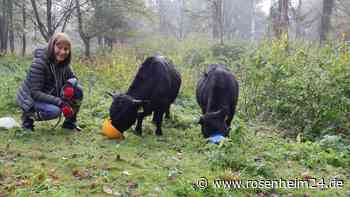 Benjamin und Otto: Zwei kleine Rinder kommen als Landschaftspfleger ganz groß raus