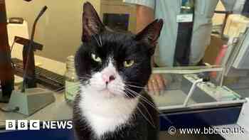 Andover: Tributes paid to Jess the railway station cat