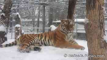 Denver Zoo welcomes new tiger