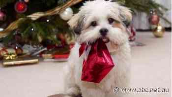 Christmas shopping and festive pets: Inside the dying days of controversial union and construction watchdogs