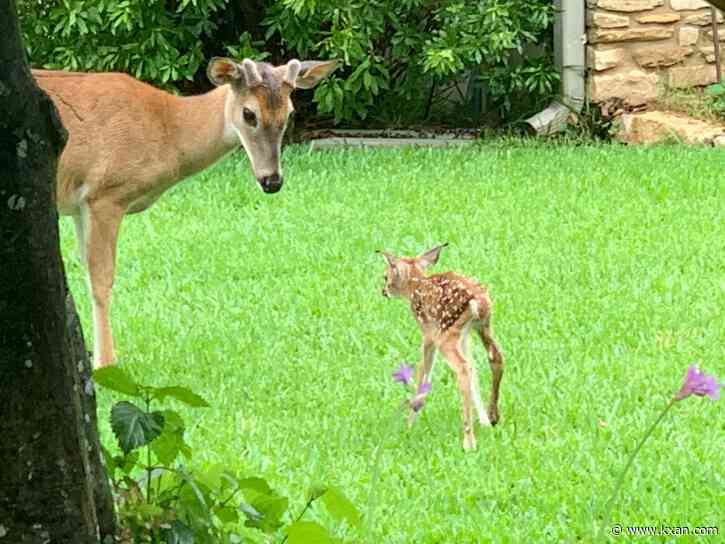 Texas deer population bouncing back following drought